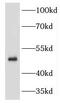 Keratin 34 antibody, FNab04653, FineTest, Western Blot image 