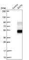 Equatorin antibody, NBP1-90868, Novus Biologicals, Western Blot image 