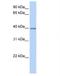 Opticin antibody, NBP1-79568, Novus Biologicals, Western Blot image 