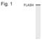 Caspase 8 Associated Protein 2 antibody, PA1-4167, Invitrogen Antibodies, Western Blot image 