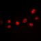 CAMP Responsive Element Binding Protein 1 antibody, orb393252, Biorbyt, Immunofluorescence image 