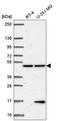 Poly(RC) Binding Protein 4 antibody, HPA057754, Atlas Antibodies, Western Blot image 