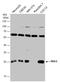 RAS Related antibody, GTX105575, GeneTex, Western Blot image 