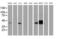 Branched Chain Amino Acid Transaminase 1 antibody, MA5-25892, Invitrogen Antibodies, Western Blot image 