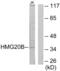 High Mobility Group 20B antibody, abx013822, Abbexa, Western Blot image 