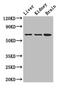 Adenylate Kinase 5 antibody, LS-C502246, Lifespan Biosciences, Western Blot image 