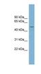 Arginyl Aminopeptidase Like 1 antibody, NBP1-56882, Novus Biologicals, Western Blot image 