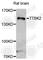 Tau Tubulin Kinase 2 antibody, A7609, ABclonal Technology, Western Blot image 