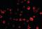 Poly(RC) Binding Protein 4 antibody, orb86737, Biorbyt, Immunofluorescence image 