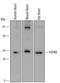 Heat Shock Protein Family B (Small) Member 8 antibody, MAB4987, R&D Systems, Western Blot image 