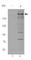 ATM Serine/Threonine Kinase antibody, 651201, BioLegend, Western Blot image 