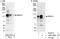 RNA-binding protein 10 antibody, A301-006A, Bethyl Labs, Western Blot image 