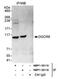 DGCR8 Microprocessor Complex Subunit antibody, NBP1-30116, Novus Biologicals, Immunoprecipitation image 