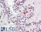 Kallikrein Related Peptidase 11 antibody, LS-B2310, Lifespan Biosciences, Immunohistochemistry frozen image 