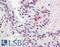 Kallikrein-11 antibody, LS-B2310, Lifespan Biosciences, Immunohistochemistry frozen image 