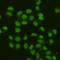 Flap Structure-Specific Endonuclease 1 antibody, M01484, Boster Biological Technology, Immunocytochemistry image 