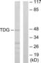 Thymine DNA Glycosylase antibody, LS-C119026, Lifespan Biosciences, Western Blot image 