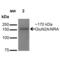 Glutamate Ionotropic Receptor NMDA Type Subunit 2A antibody, 56546, QED Bioscience, Western Blot image 