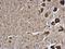 Transmembrane P24 Trafficking Protein 10 antibody, GTX115517, GeneTex, Immunohistochemistry paraffin image 