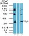 Sphingosine-1-Phosphate Receptor 4 antibody, NBP2-24500, Novus Biologicals, Western Blot image 