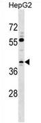 Transcription Elongation Factor A3 antibody, AP54198PU-N, Origene, Western Blot image 