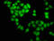 Necdin, MAGE Family Member antibody, LS-C671966, Lifespan Biosciences, Immunofluorescence image 