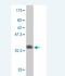 E74 Like ETS Transcription Factor 4 antibody, H00002000-M02, Novus Biologicals, Western Blot image 