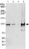 Diacylglycerol Kinase Zeta antibody, ab105195, Abcam, Western Blot image 