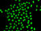 QKI, KH Domain Containing RNA Binding antibody, LS-C346200, Lifespan Biosciences, Immunofluorescence image 