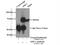 Acid Sensing Ion Channel Subunit 1 antibody, 27235-1-AP, Proteintech Group, Immunoprecipitation image 