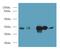 E2F Associated Phosphoprotein antibody, LS-C375613, Lifespan Biosciences, Western Blot image 