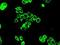 Protein Phosphatase 5 Catalytic Subunit antibody, NBP1-47927, Novus Biologicals, Immunofluorescence image 