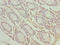 Transmembrane Protein 65 antibody, CSB-PA023869LA01HU, Cusabio, Immunohistochemistry frozen image 