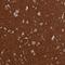 Brain Abundant Membrane Attached Signal Protein 1 antibody, NBP2-14347, Novus Biologicals, Immunohistochemistry frozen image 