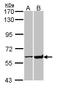 Glucose-6-Phosphate Isomerase antibody, LS-B12474, Lifespan Biosciences, Western Blot image 