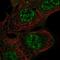 Rho GTPase Activating Protein 42 antibody, NBP1-93869, Novus Biologicals, Immunocytochemistry image 