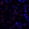 TNF Receptor Superfamily Member 10a antibody, LS-B604, Lifespan Biosciences, Immunocytochemistry image 
