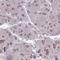 Zinc Finger Protein 444 antibody, HPA056895, Atlas Antibodies, Immunohistochemistry frozen image 