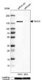 Transforming Acidic Coiled-Coil Containing Protein 3 antibody, NBP1-84811, Novus Biologicals, Western Blot image 