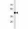 ATF4 antibody, F52258-0.4ML, NSJ Bioreagents, Western Blot image 