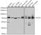 Acyl-CoA Synthetase Short Chain Family Member 2 antibody, 22-251, ProSci, Western Blot image 