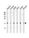 Eukaryotic Translation Elongation Factor 1 Epsilon 1 antibody, M08532, Boster Biological Technology, Western Blot image 