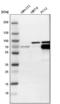 Dihydropyrimidinase Like 3 antibody, NBP1-85447, Novus Biologicals, Western Blot image 