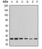 Peptidylprolyl Isomerase E antibody, abx141949, Abbexa, Western Blot image 