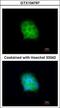 Syntaxin Binding Protein 6 antibody, GTX104797, GeneTex, Immunocytochemistry image 