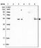 Septin-4 antibody, NBP1-90094, Novus Biologicals, Western Blot image 