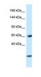 EBF Transcription Factor 3 antibody, orb329621, Biorbyt, Western Blot image 