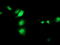 SEC14 Like Lipid Binding 2 antibody, TA503723, Origene, Immunofluorescence image 