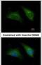 Death Associated Protein 3 antibody, PA5-29850, Invitrogen Antibodies, Immunofluorescence image 