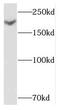 Nidogen 2 antibody, FNab05730, FineTest, Western Blot image 